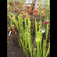 Sarracenia Rubra (ss-esp Alabamensis) (fam Sarraceniacees) (carnivore) (est des USA) (02)
